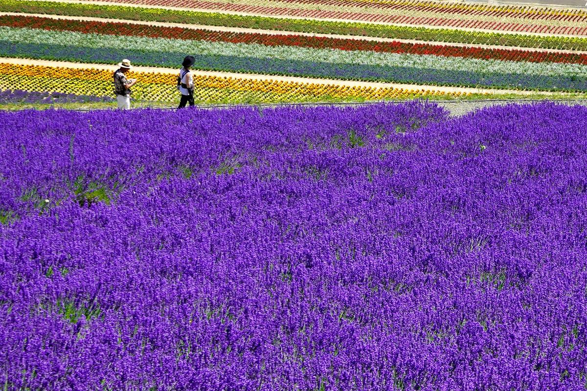 Ein blühendes Lavendelfeld in Furano im Sommer