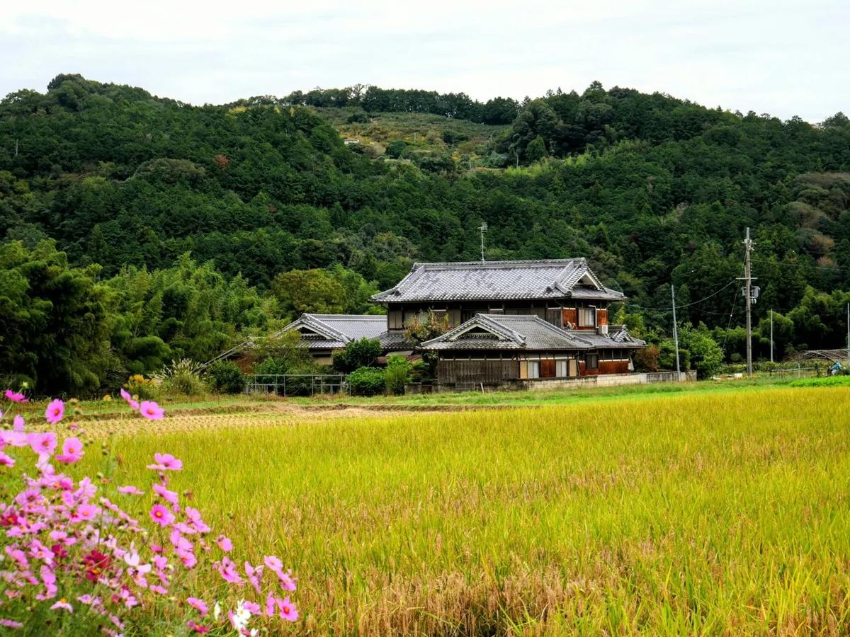 A country house by the rice fields