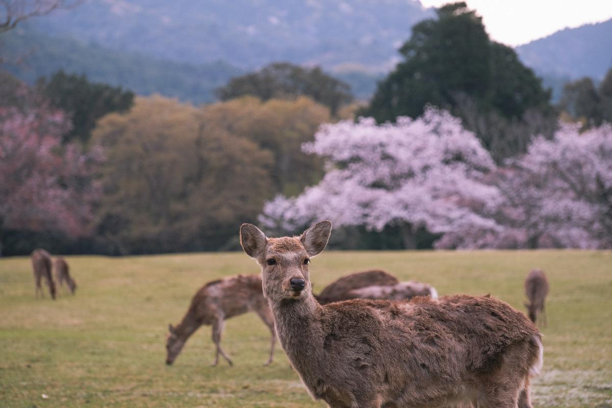 Deer in Nara Park