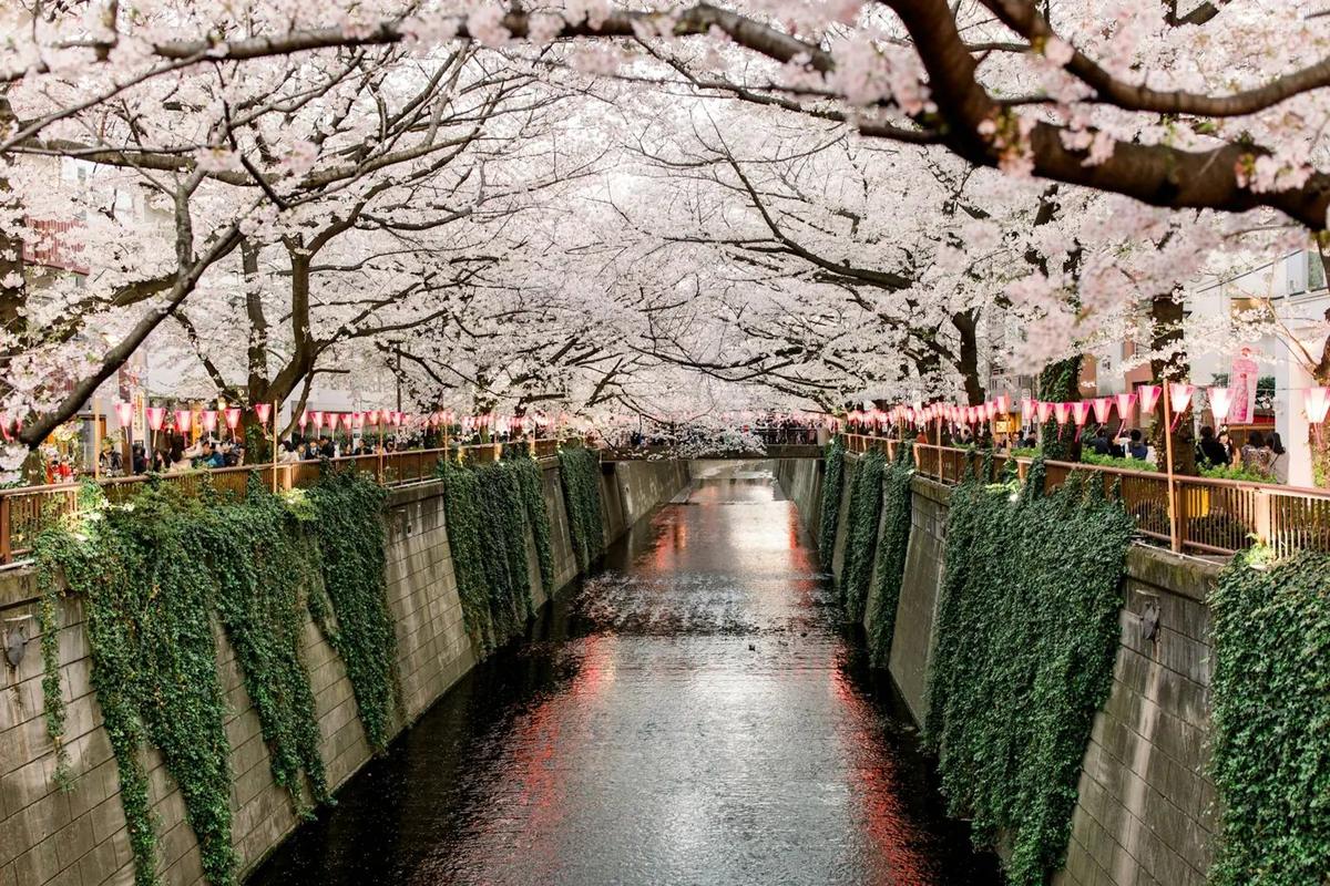 Cherry trees along the Meguro River